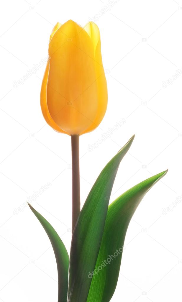 tulip-profile